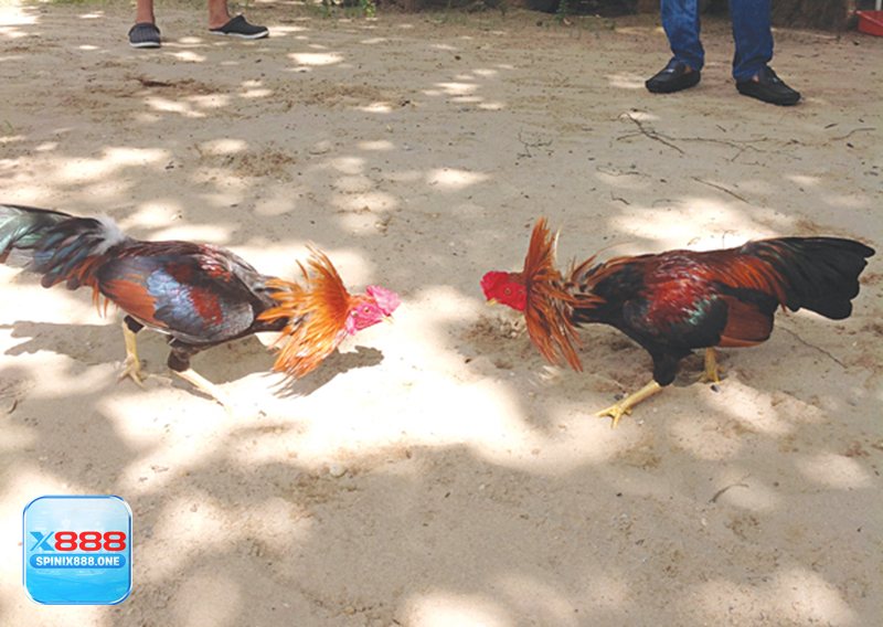 Đá Gà X888 - Bảo mật thông tin và lịch sử cược chặt chẽ