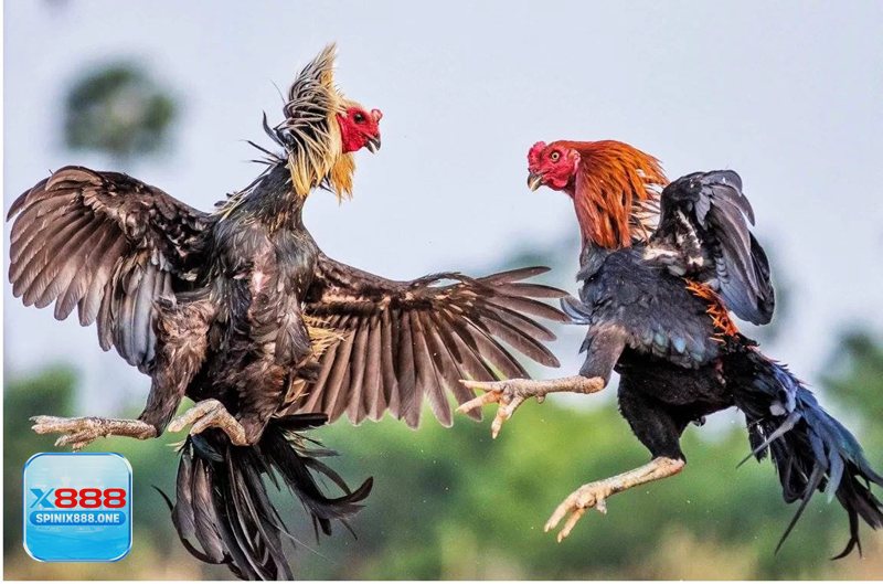 Thuật ngữ đá gà - Ba nhóm từ vựng hay bị nhầm lẫn