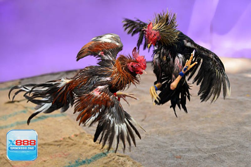 Thuật ngữ đá gà - Vì sao hiểu thuật ngữ giúp đọc trận tốt hơn