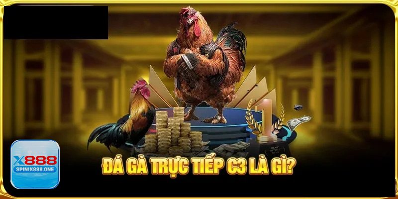 Thuật ngữ đá gà - Quần sương và om gà: giữ phổi, thả cơ